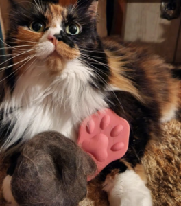 Neeki The Torti 2023 FurballChallenge Champion